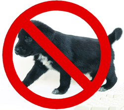 no puppy